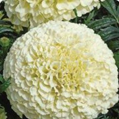 Зефир Grace семена бархатцев американских (Kitano Seeds)