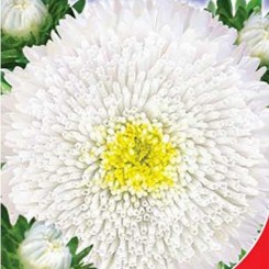 Жемчуг белый (White) семена астры типа Принцесса (GL Seeds)
