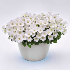 Жемчужина белая (white) семена колокольчика (Benary)