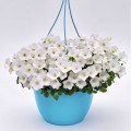 Жемчужина белая (white) семена колокольчика (Benary)