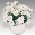 Жемчужина белая (white) семена колокольчика (Benary)