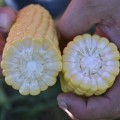 Форвард F1 (1709 F1) семена кукурузы суперсладкой Sh2 (Spark Seeds)