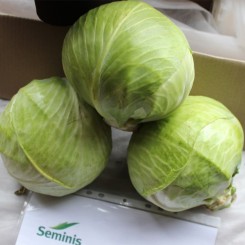 СВ 3389 ЖЛ F1 насіння капусти білокачанної (Seminis)