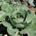 СВ 3389 ЖЛ F1 семена капусты белокочанной (Seminis)