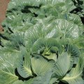 СВ 3389 ЖЛ F1 семена капусты белокочанной (Seminis)
