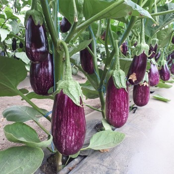 ЦРХ 50141 F1 (CRX 50141 F1) семян баклажана раннего (Cora Seeds)
