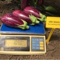 ЦРХ 50141 F1 (CRX 50141 F1) семян баклажана раннего (Cora Seeds)