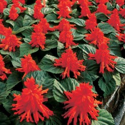 Алерт красный (red) семян сальвии (Hem Genetics)