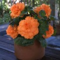 Амери Гибрид Рафлд F1 абрикосовый (Rufled Apricot) семена бегонии клубневой (туберозы) (Pan American)