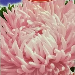 Американская красавица семена астры пионообразной (GL Seeds)