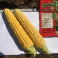 Анжей F1 семена кукурузы суперсладкая Sh2 (Soto Seeds)