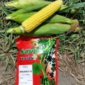 Анжей F1 семена кукурузы суперсладкая Sh2 (Soto Seeds)