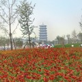 Аризона красная с прожилками семян гайлардии (Benary)