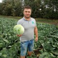Арль F1 семена капусты белокочанной (LibraSeeds)