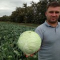 Арль F1 семена капусты белокочанной (LibraSeeds)