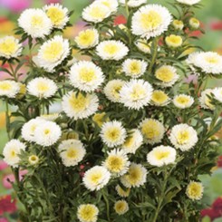 Арлекин белый (White) семена астры (Satimex)