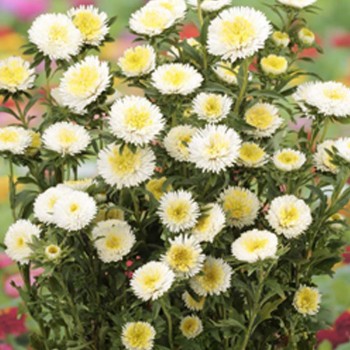 Арлекін білий (White) насіння айстри (Satimex)