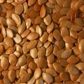 Атилла F1 семена кабачка (Lucky Seed)
