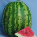 АУ Продюсер семян арбуза среднего (Hortus)