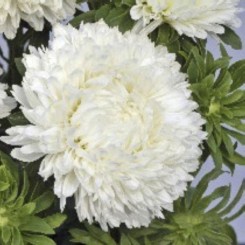 Балун белый (White) семена астры (Satimex)
