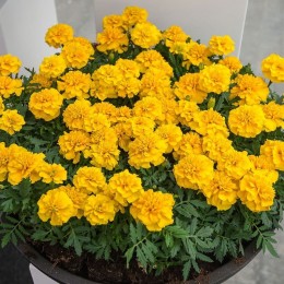 Чика желтая (yellow) семена бархатцев (Hem Genetics)