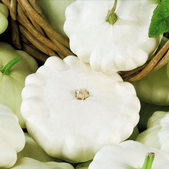 Белые семена патиссона (Hortus)