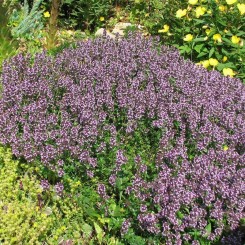 Богородська трава насіння чебрецю (GL Seeds)