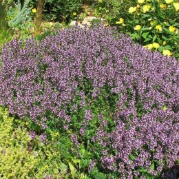 Богородская трава семян тимьяна (GL Seeds)