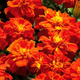 Болеро семян бархатцев (Floragran)
