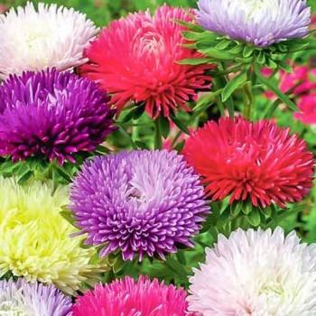 Бордюрные красавицы семян астры (GL Seeds)