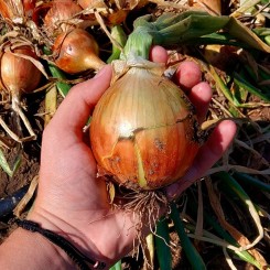 Соня Нью F1 (Sonia NEW, CRX 2314) насіння цибулі ріпчастої жовтої (Cora Seeds)