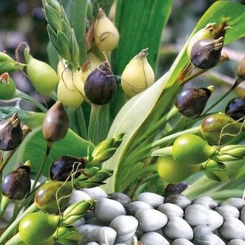 Бусенник обыкновенный семена декоративной травы (GL Seeds)