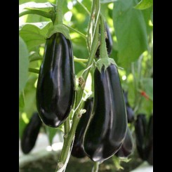 Черный опал семян баклажана среднего (GL Seeds)