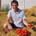 Чезена F1 семена помидора детерминантного (LibraSeeds)