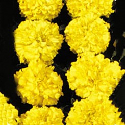 Чикаго желтые (Chicago Yellow) семена бархатцев американских (Kitano Seeds)
