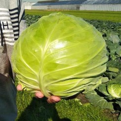 Чита F1 семена капусты белокочанной (Takii Seeds)
