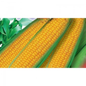 Дебют F1 семян кукурузы сладкой (GL Seeds)