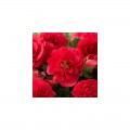 Делюкс Red (красная) семена бегонии махровой вечноцветущей (Kitano Seeds)