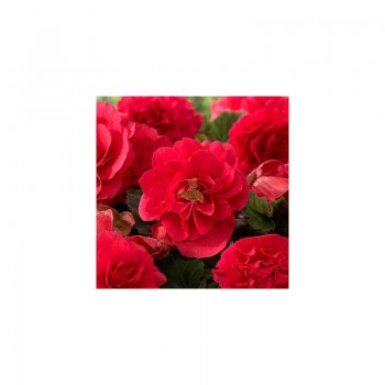 Делюкс Red (красная) семена бегонии махровой вечноцветущей (Kitano Seeds)