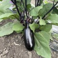 Дэн F1 семян баклажана раннего (Lark Seeds)