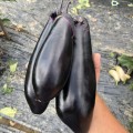 Дэн F1 семян баклажана раннего (Lark Seeds)