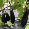 Дэн F1 семян баклажана раннего (Lark Seeds)