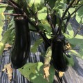 Дэн F1 семян баклажана раннего (Lark Seeds)