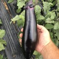 Дэн F1 семян баклажана раннего (Lark Seeds)