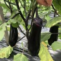 Дэн F1 семян баклажана раннего (Lark Seeds)