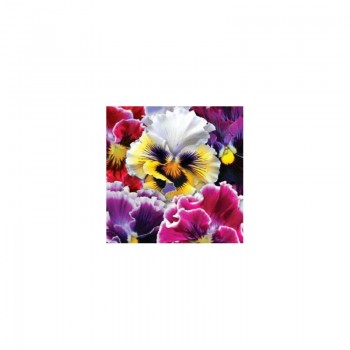 Диадема F1 семян виолы (GL Seeds)