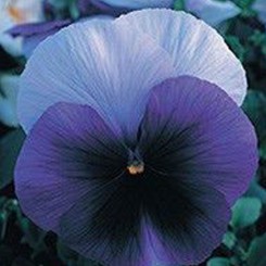 Династия Beaconsfield семян фиалки (Kitano Seeds)