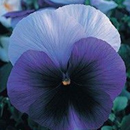 Династия Beaconsfield семян фиалки (Kitano Seeds)