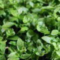 К первым блюдам (5 урожаев) набор семян микрозеленых (Agrocity)