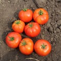 Дуал Лардж F1 семена помидора детерминантного (Ergon seeds)